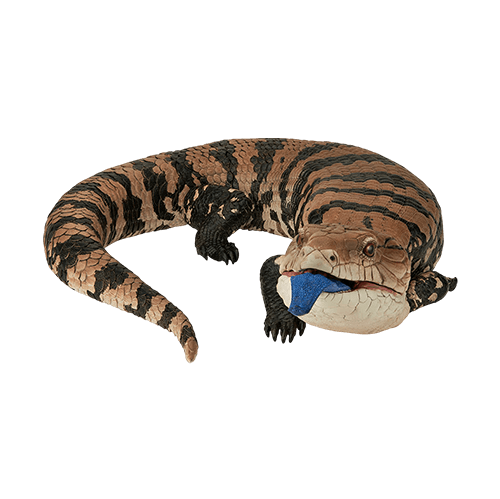 最後賞 吐出舌頭的藍舌蜥