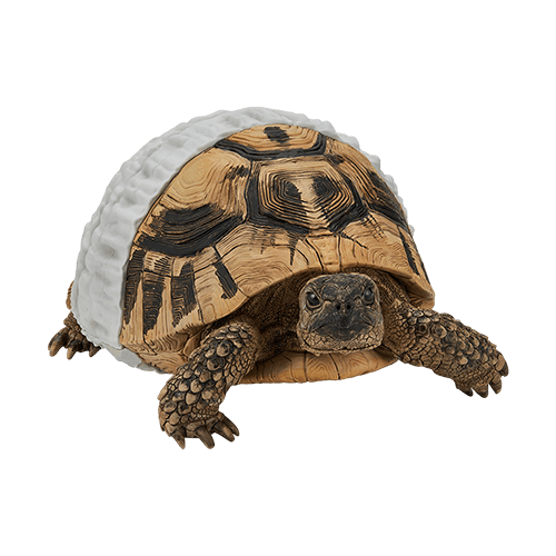 C賞 赫曼陸龜 室內ver.