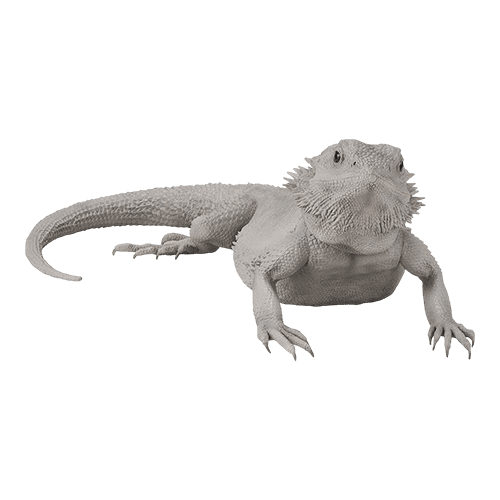 B賞 白系鬃獅蜥 零式Zero